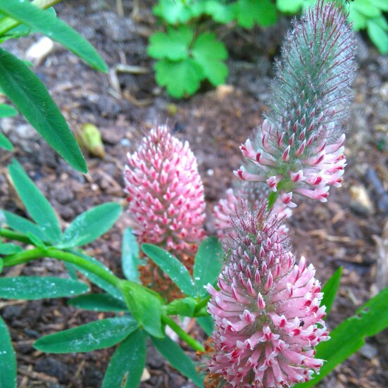 Plant image Trifolium rubens 'Peach Pink'