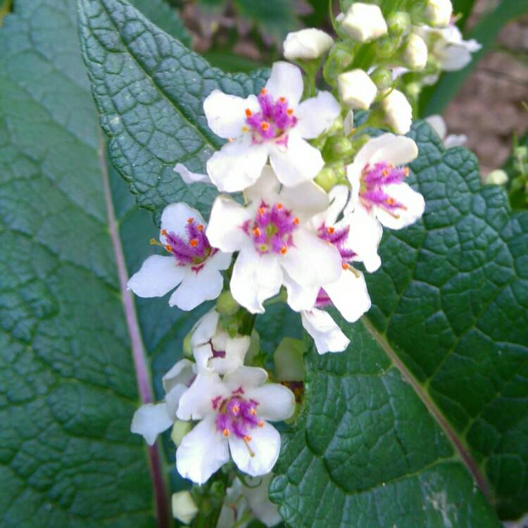 Plant image Verbascum chaixii 'Album'