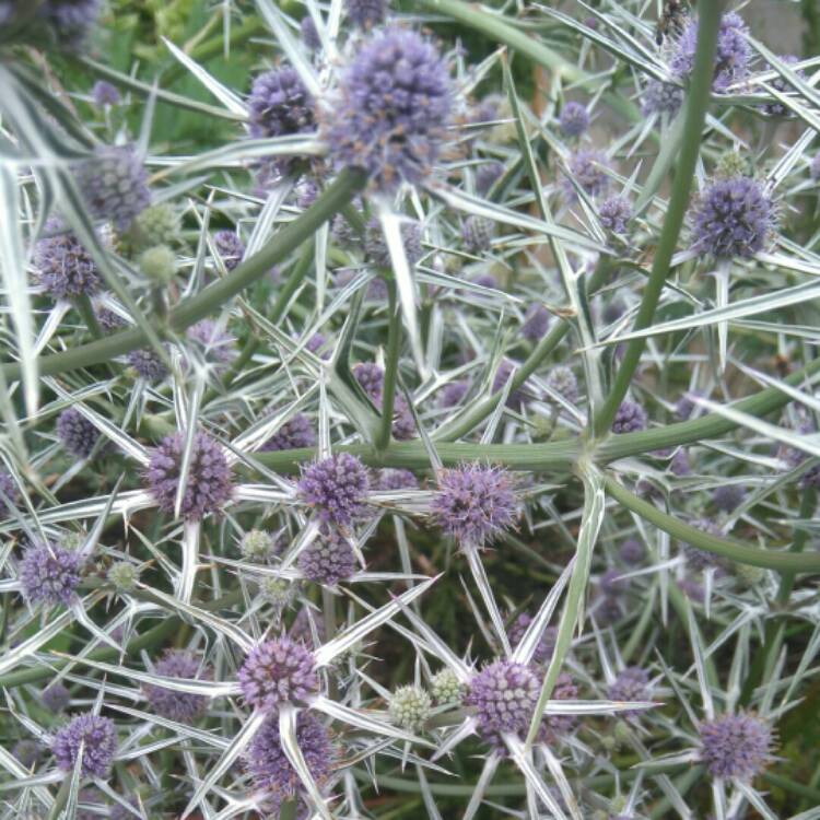 Plant image Eryngium x oliverianum