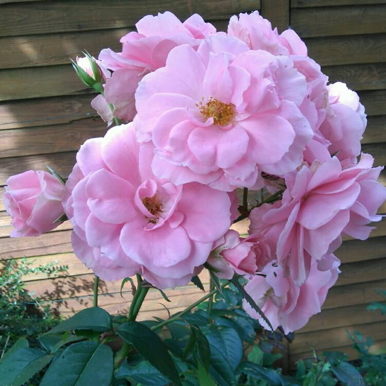 Plant image Rosa 'Fryracy'