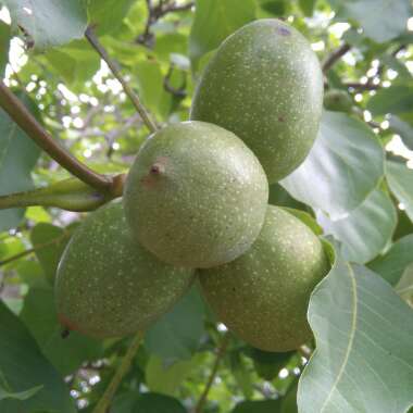 Juglans regia