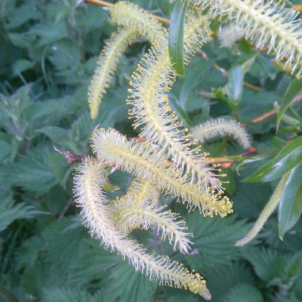 Plant image Salix cinerea subsp. oleifolia