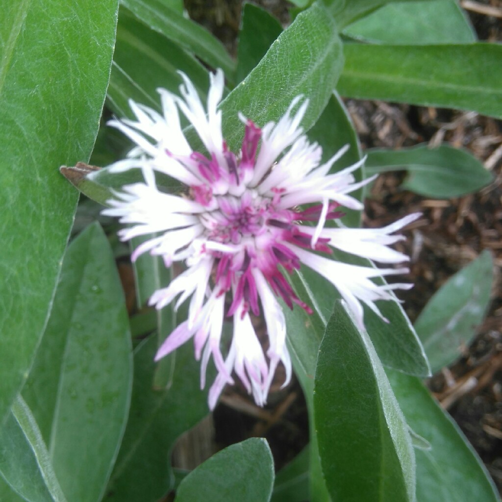 Plant image Centaurea montana 'Amethyst In Snow'