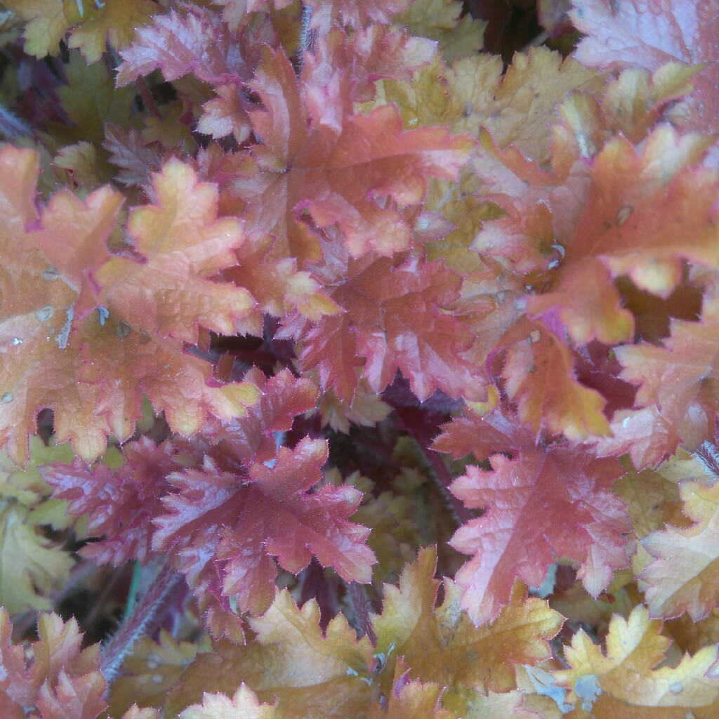 Plant image Heuchera 'Kira Arizona'