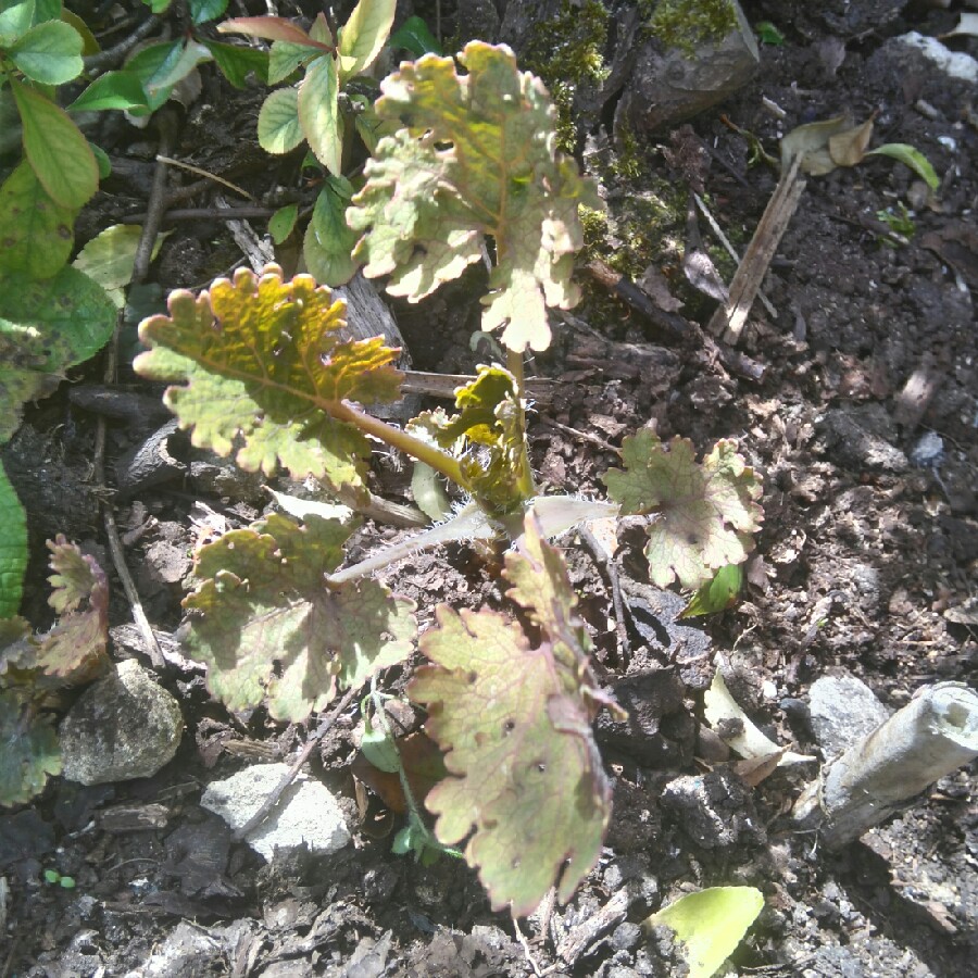 Plant image Macleaya cordata