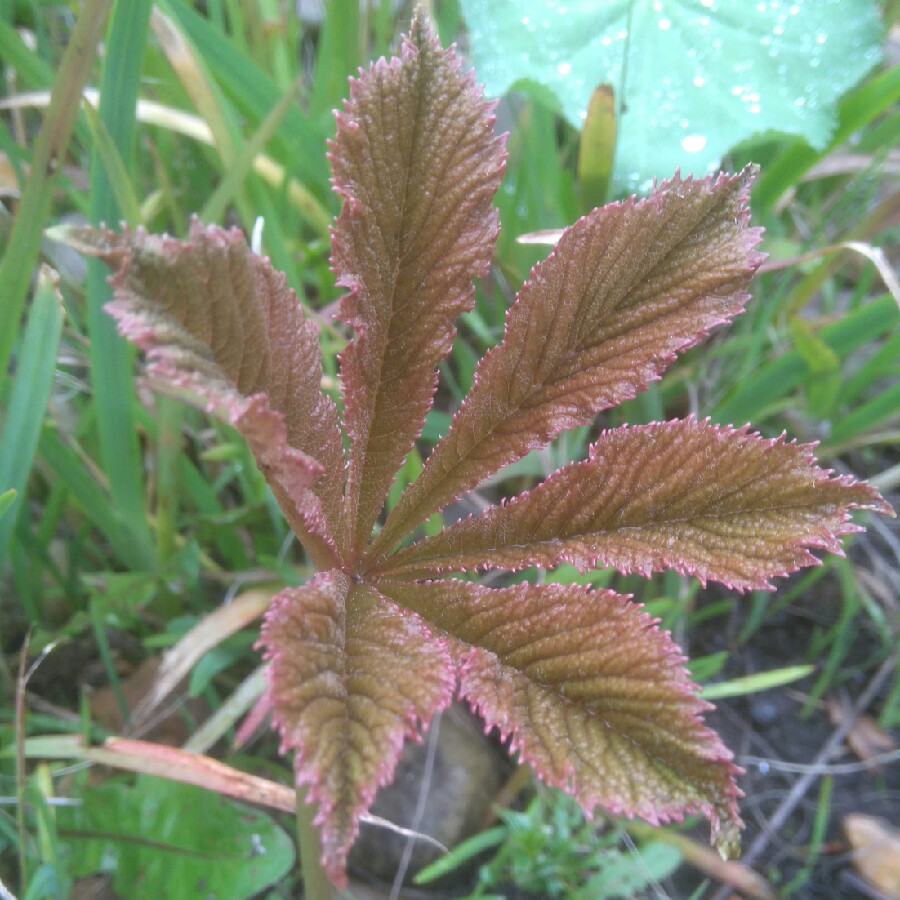 Plant image Rodgersia pinnata 'Superba'