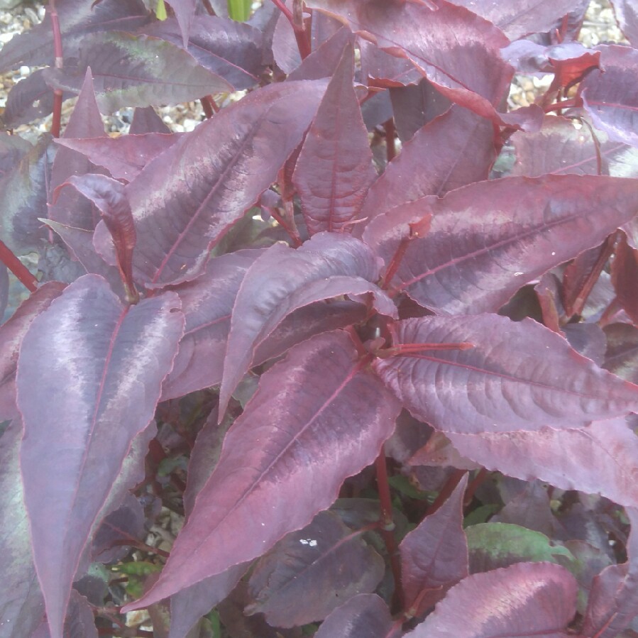 Persicaria microcephala 'Red Dragon'