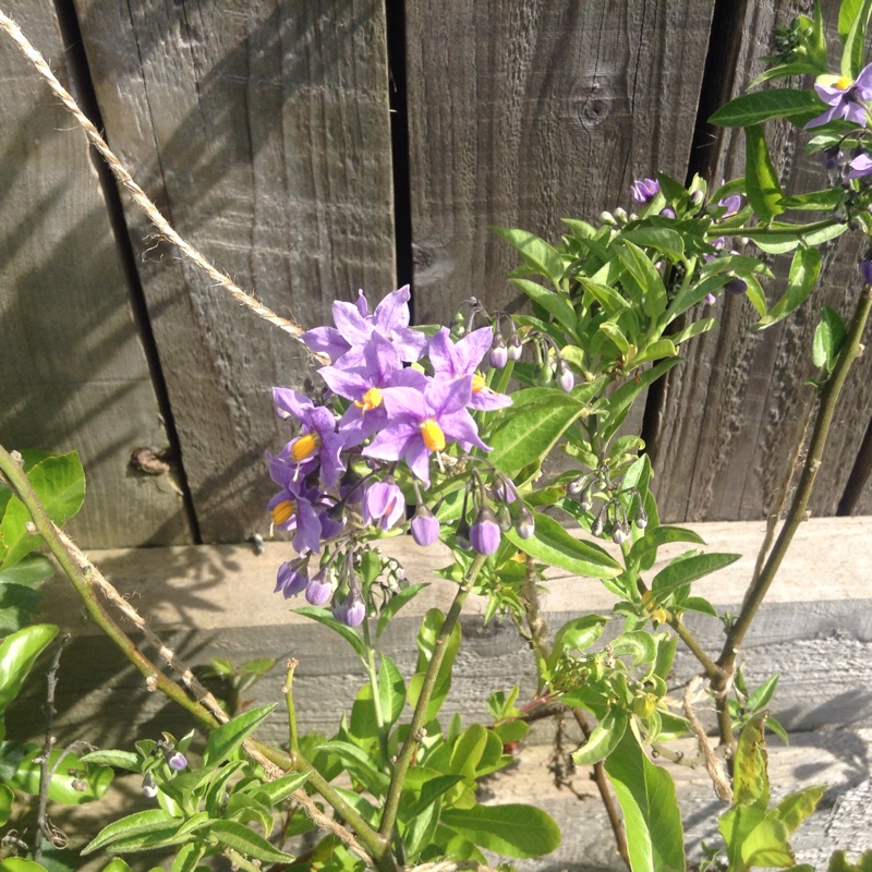 Chilean Potato Vine/Mexican Potato Vine