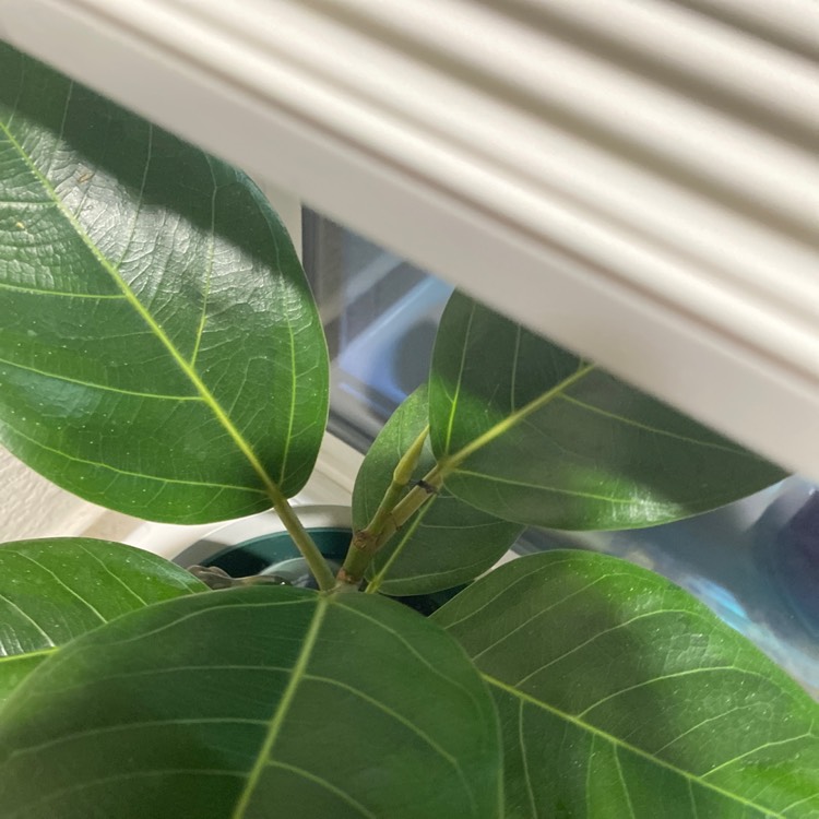 Plant image Ficus altissima 'Variegata'