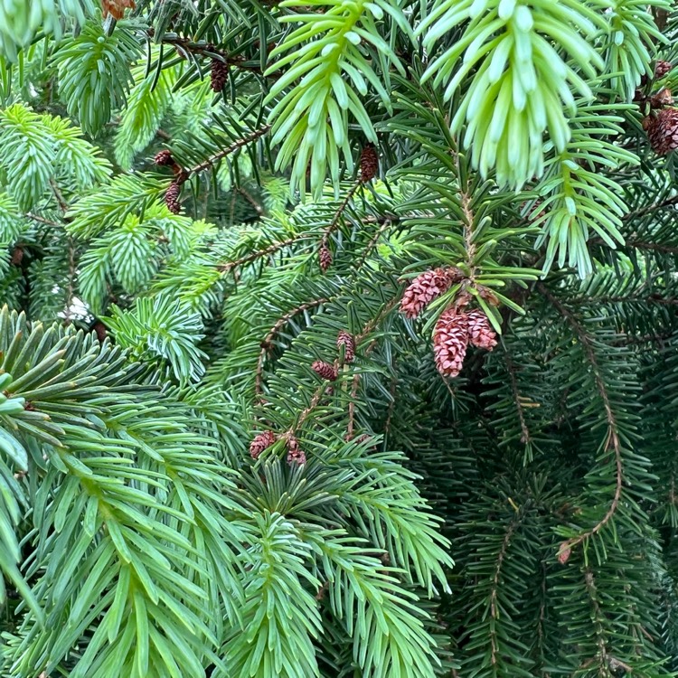 Plant image Picea omorika