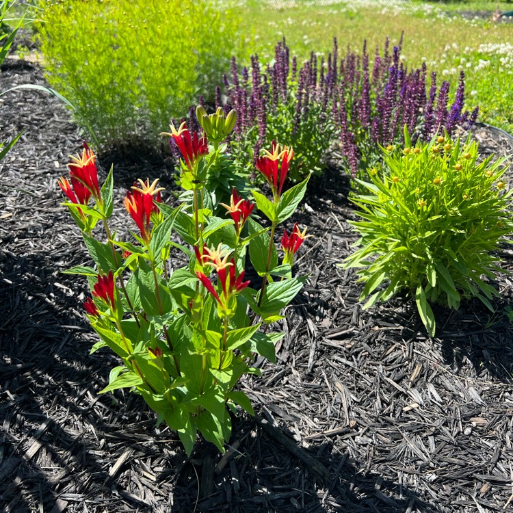 Plant image Spigelia