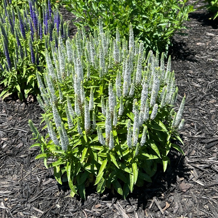 Plant image Veronica spicata 'Joca128' syn. Veronica spicata 'Snow Candles'