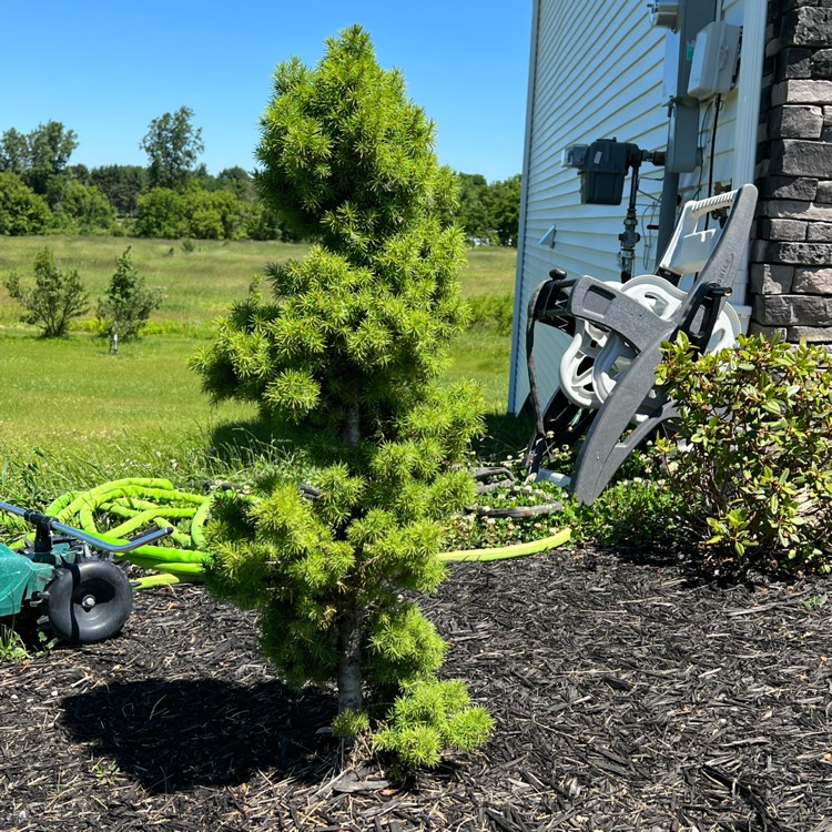 Plant image Picea glauca var. albertiana 'Conica'