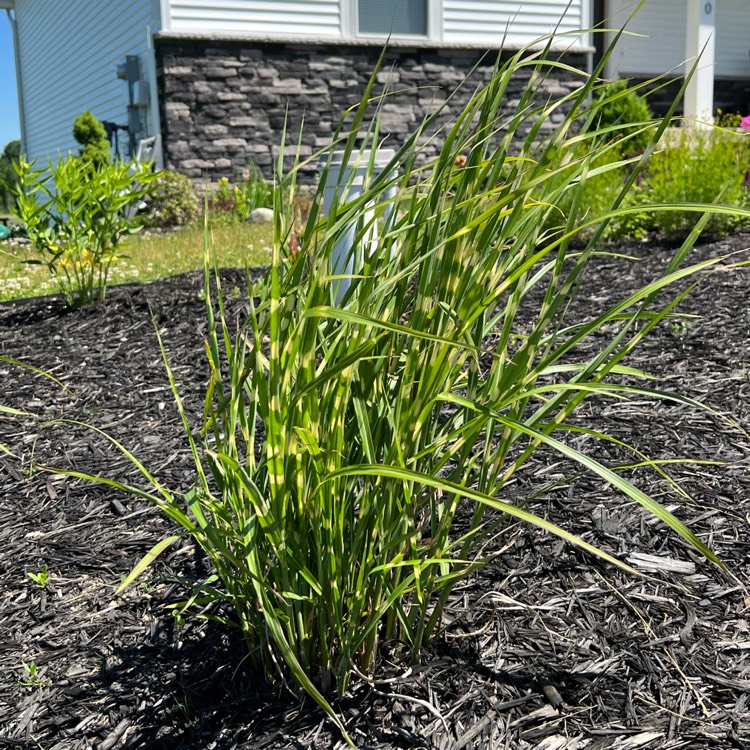 Plant image Miscanthus sinensis 'Strictus'