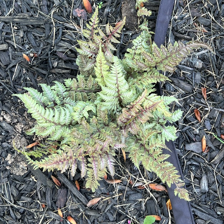 Plant image Athyrium Niponicum var. Pictum