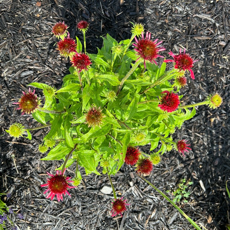 Plant image Echinacea 'Balsceras' (Double Scoop Series) syn. Echinacea 'Double Scoop Raspberry'