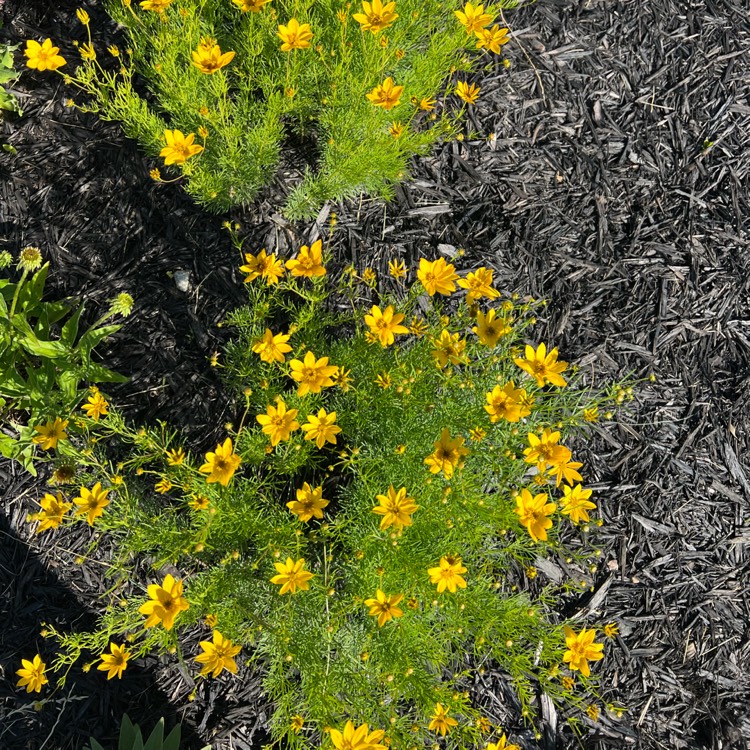 plant image 1603007