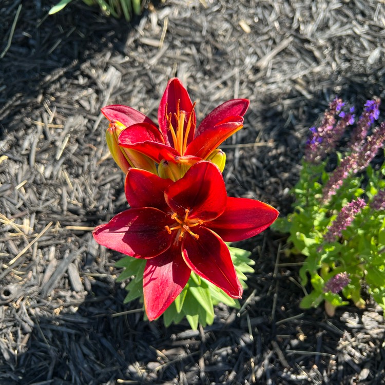 Plant image Lilium 'Tiny Rocket'