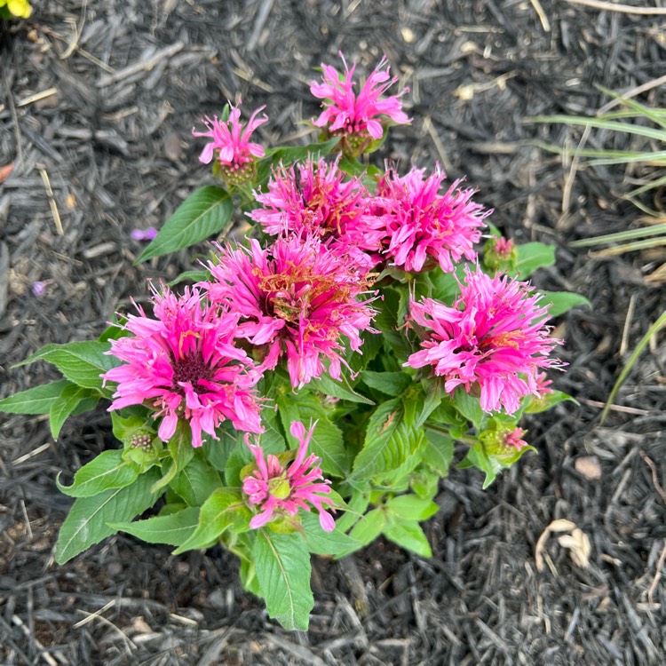 plant image 1603937