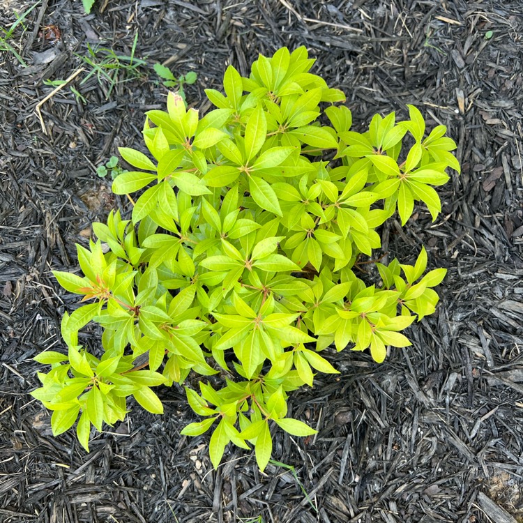 Plant image Pieris japonica 'Scarlett O'Hara'