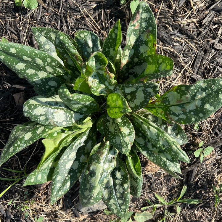 Plant image Pulmonaria saccharata 'Mrs Moon'