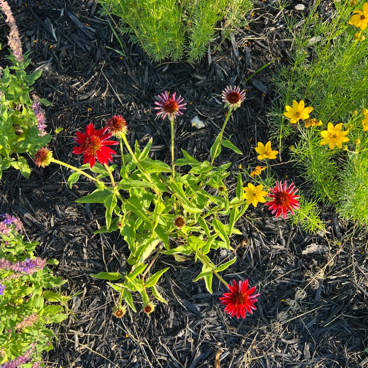 Plant image Echinacea 'Balsomsed' (Sombrero Series) syn. Echinacea 'Sombrero Salsa Red'