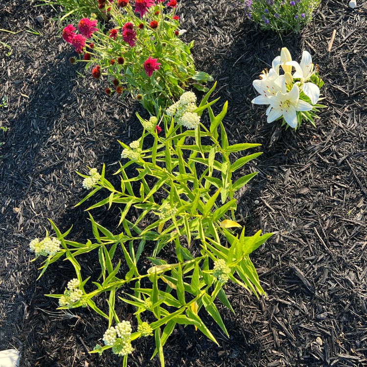 Plant image Asclepias incarnata 'Ice Ballet'