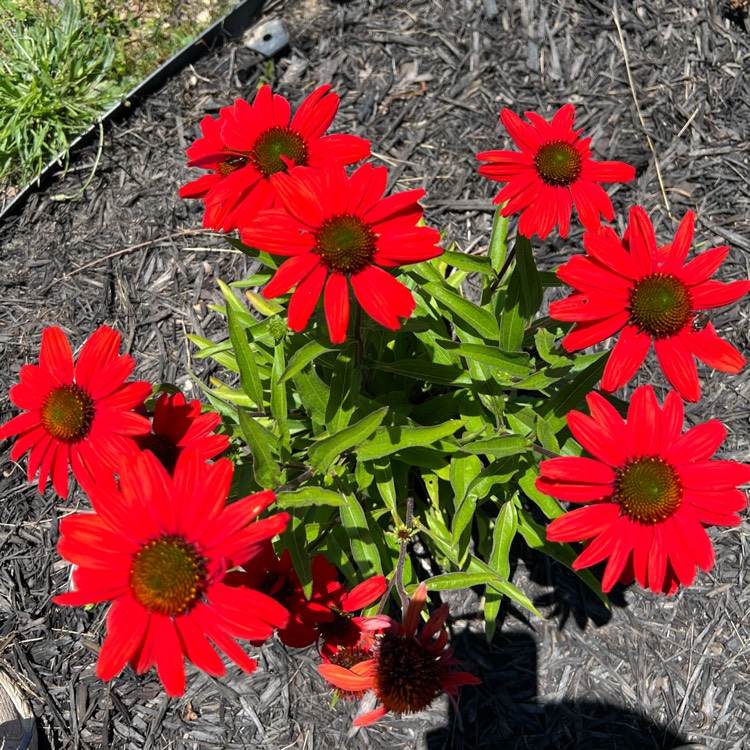 Plant image Echinacea 'Balsomsed' (Sombrero Series) syn. Echinacea 'Sombrero Salsa Red'