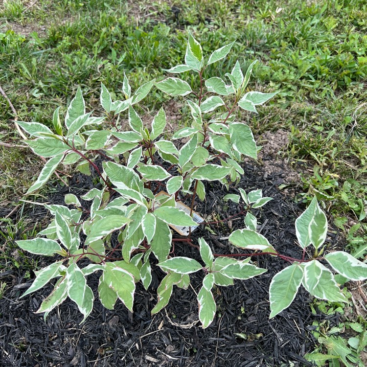 Plant image Cornus alba 'Argenteomarginata' syn. Cornus alba 'Argenteo-marginata'