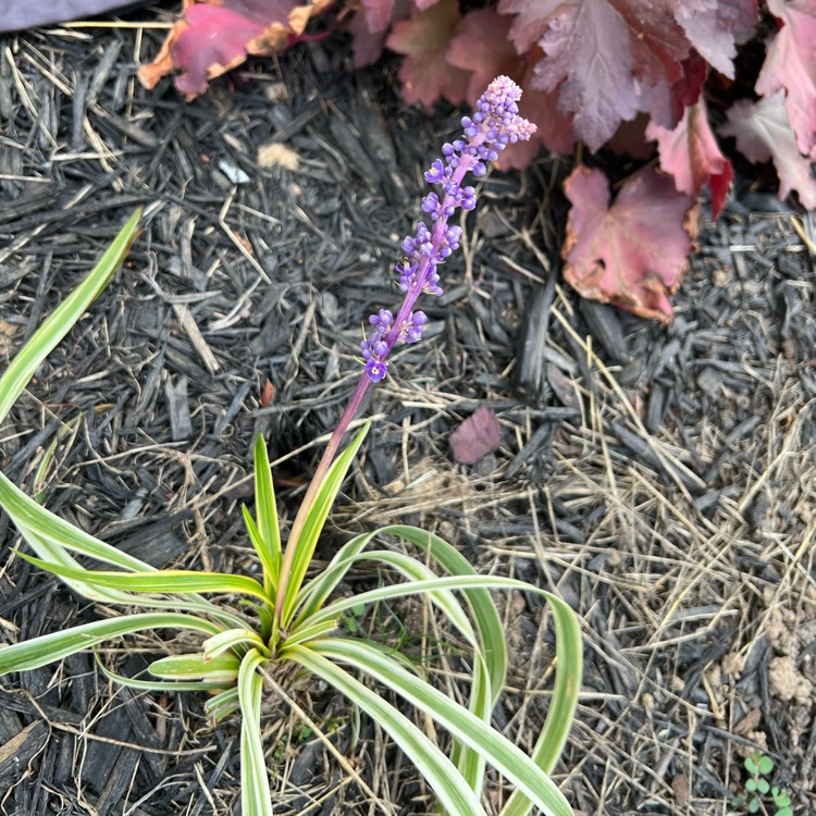 Plant image Liriope muscari 'Variegata'