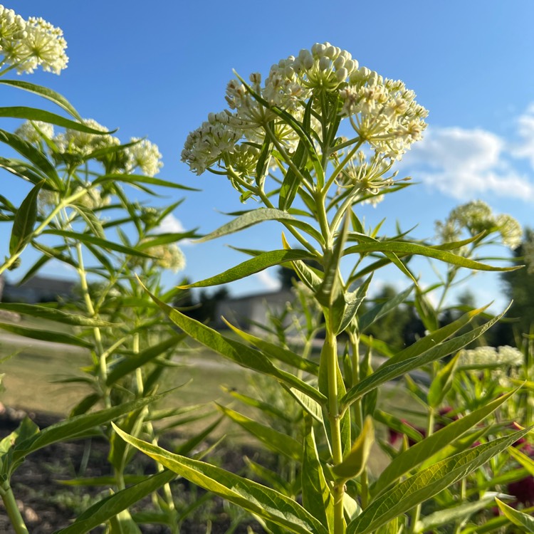 Plant image Asclepias incarnata 'Ice Ballet'