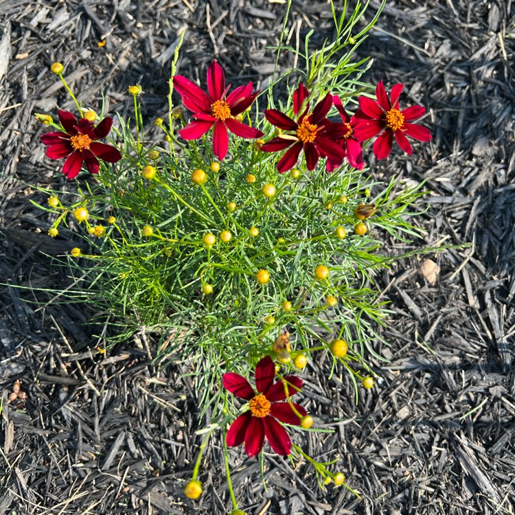 plant image 1610032