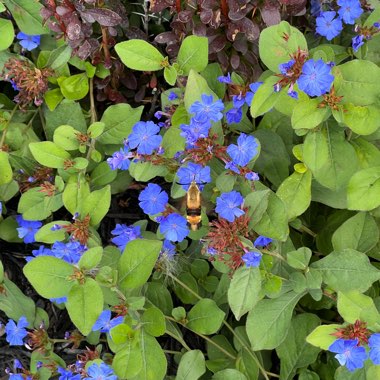 Ceratostigma plumbaginoides syn. plumbago larpentiae