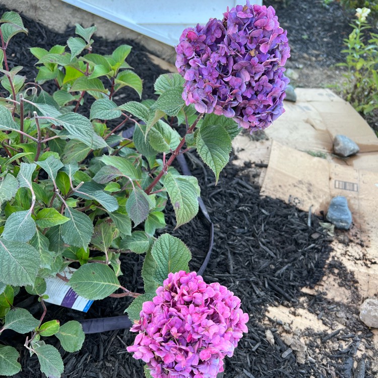 Plant image Hydrangea macrophylla 'Piihm-II' (Endless Summer Series) syn. Hydrangea macrophylla 'Bloomstruck'