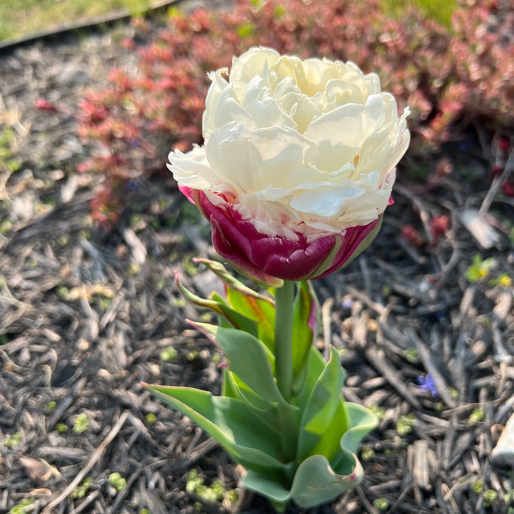 Plant image Tulipa 'Ice Cream'