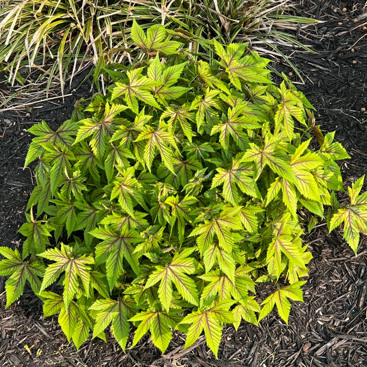 Plant image Filipendula 'Red Umbrellas'