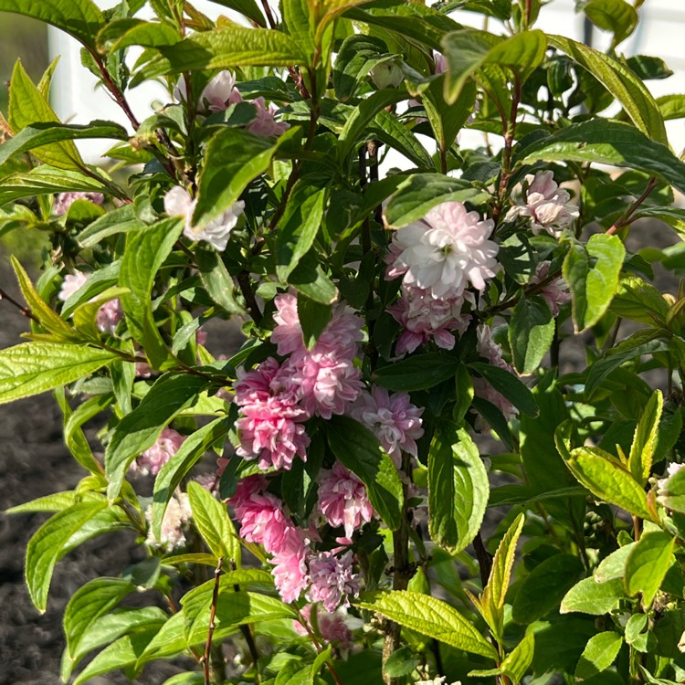 Plant image Prunus glandulosa 'Rosea Plena'