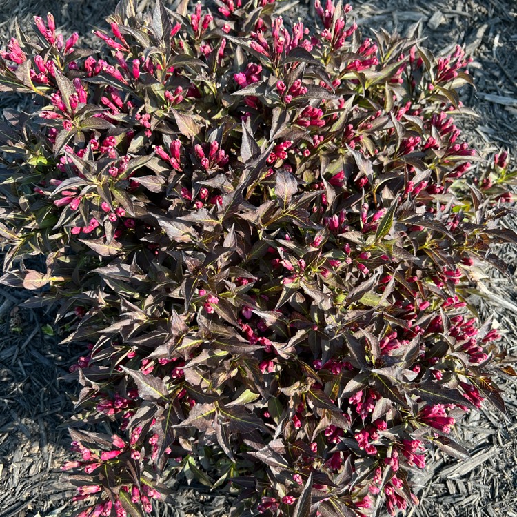 Plant image Weigela 'Bokraspiwi' syn. Weigela 'Spilled Wine'