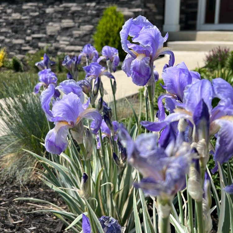 Plant image Iris Pallida 'Albo-variegata' syn. Argentea Variegata'