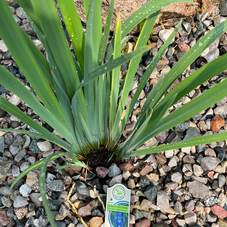 Plant image Iris sibirica 'Caesar's Brother'