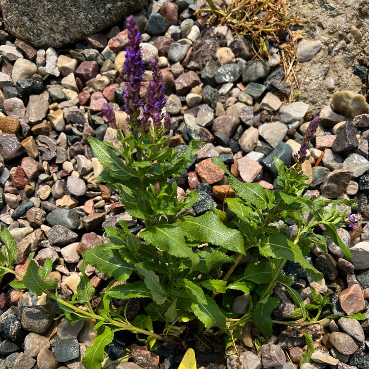 plant image 1671299