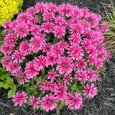 Monarda didyma'Balbalmink' PPAF