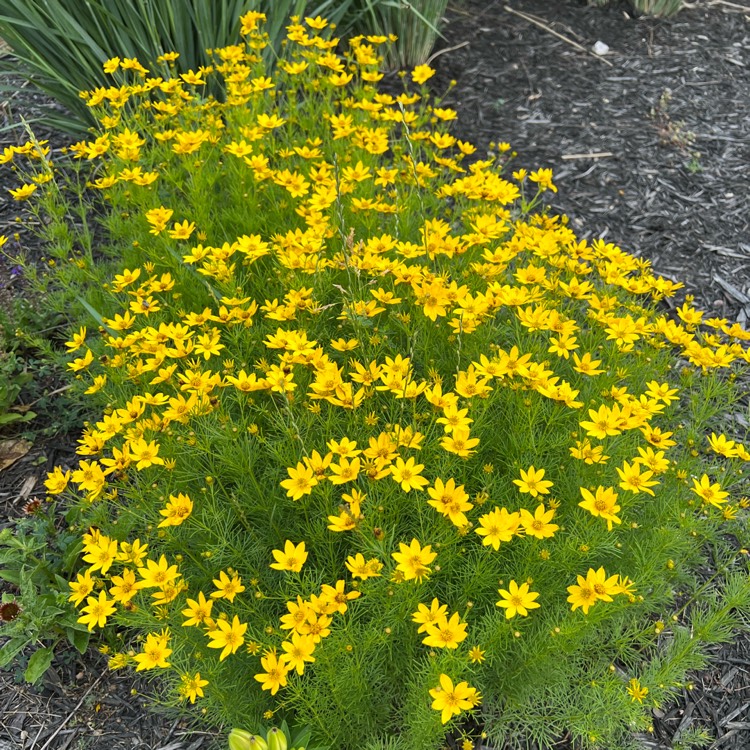 Plant image Coreopsis verticillata 'Zagreb'