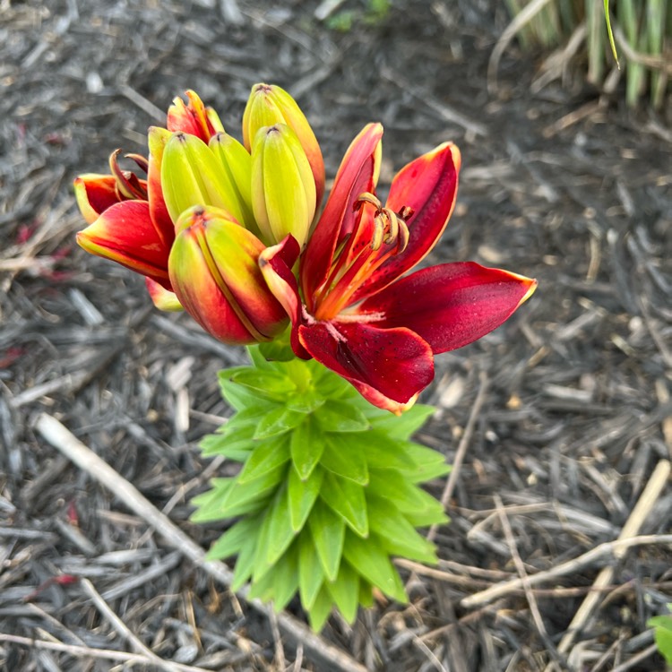 Plant image Lilium 'Tiny Rocket'