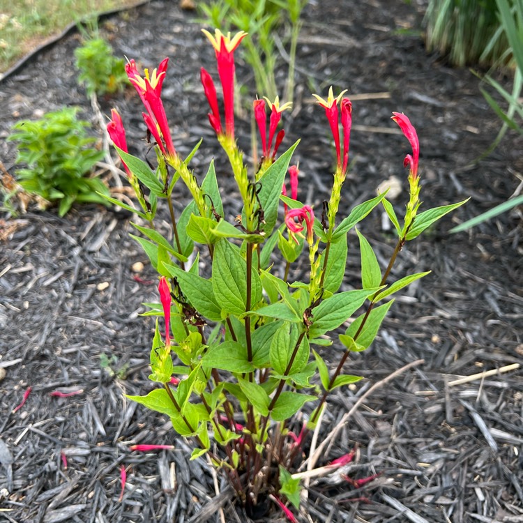 plant image 1675690