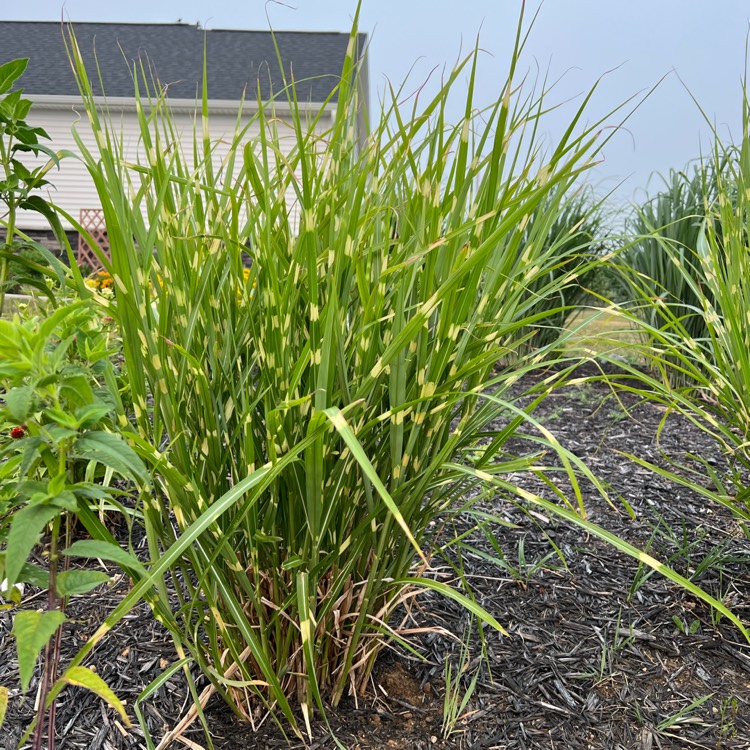 Plant image Miscanthus sinensis 'Strictus'