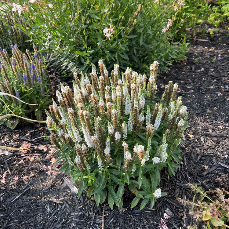 plant image 1678878