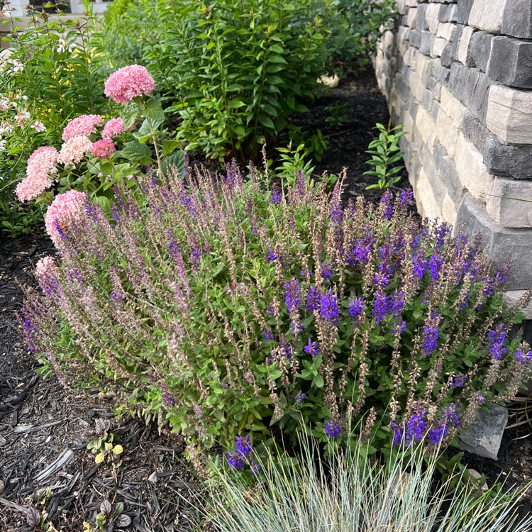 Plant image Salvia nemorosa 'New Dimension Blue'