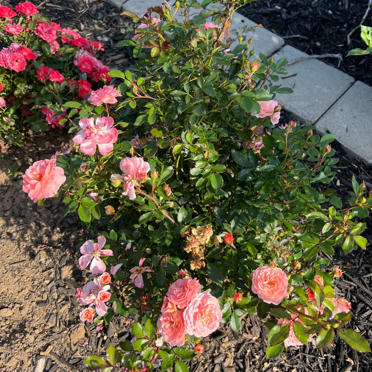 Plant image Rosa 'Meimirrote' syn. Rosa 'Apricot Drift'