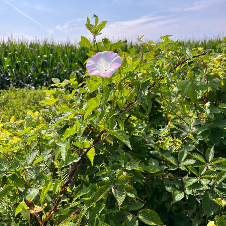 Plant image Calystegia sepium